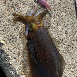 春🦑2杯目GET (^.^)