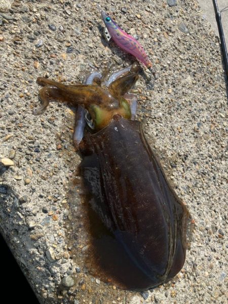 春🦑2杯目GET (^.^)