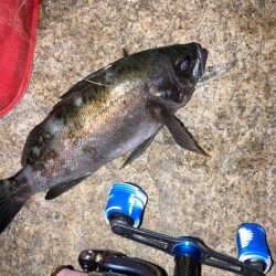 メバルプラッキング