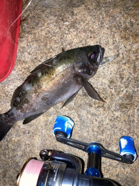 メバルプラッキング