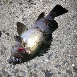 メバルプラッキング