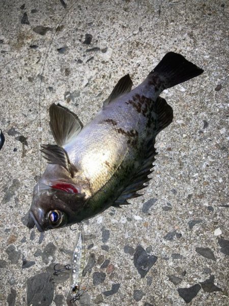 メバルプラッキング