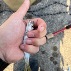 小ハスとの戯れ