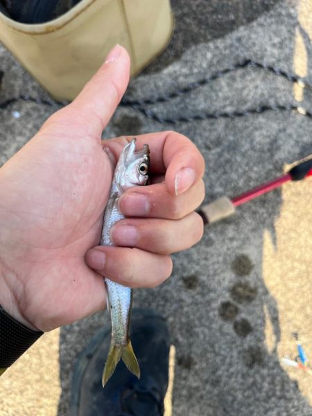 小ハスとの戯れ