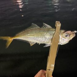 ジグ単de〜アジング♪勉強しなおします。