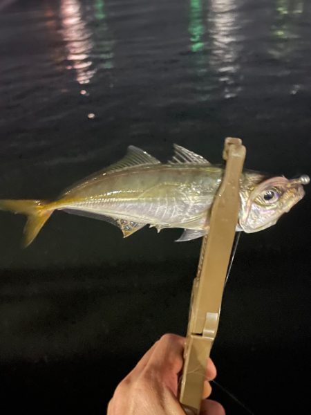 ジグ単de〜アジング♪勉強しなおします。