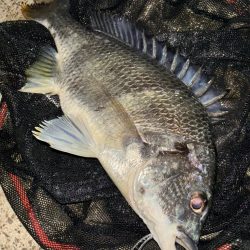 ヘチってきました