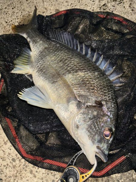 ヘチってきました