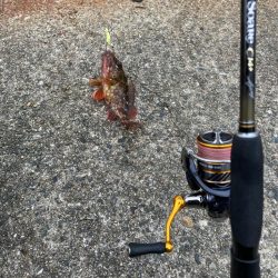 この時期でコンディション良しシーバス