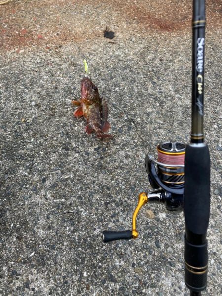 この時期でコンディション良しシーバス