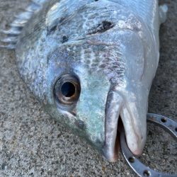 エビ撒きでチヌ釣れました