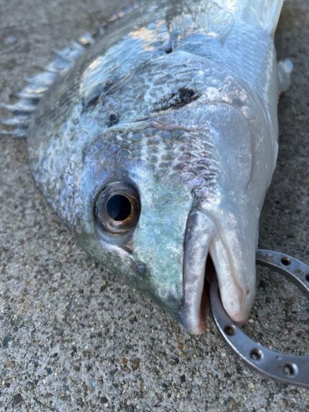 エビ撒きでチヌ釣れました