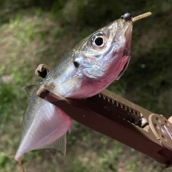 ジグ単de〜アジング♪強風一時微風