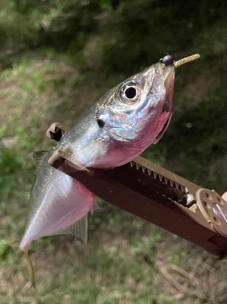 ジグ単de〜アジング♪強風一時微風