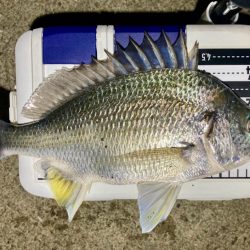 キビレ釣れた〜