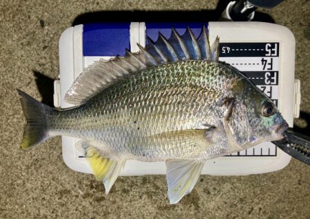 キビレ釣れた〜