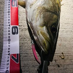 バチパターンではないが