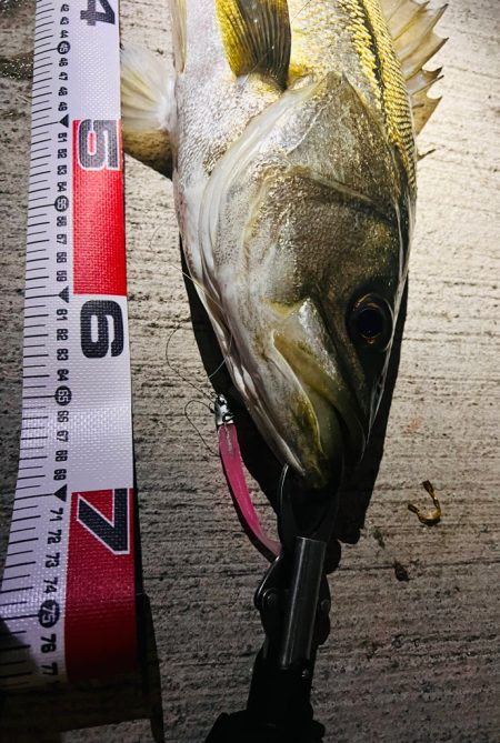 バチパターンではないが