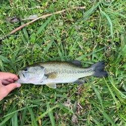 連続のバラし!なんとか一匹