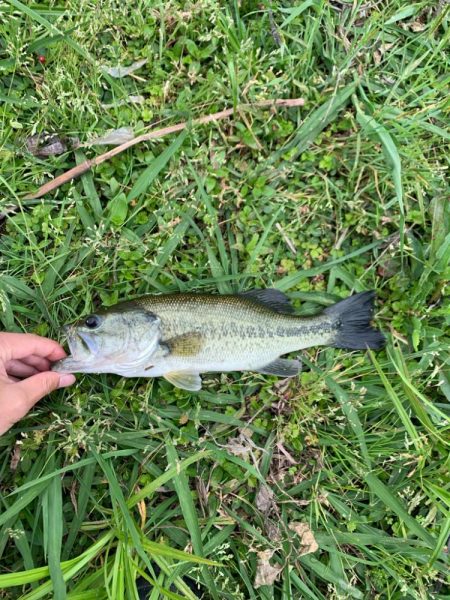 連続のバラし!なんとか一匹