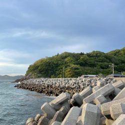 アジとメバルが交じる！