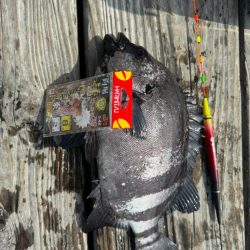 マグロ挑戦権はGETしたけど…