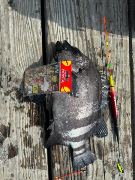 マグロ挑戦権はGETしたけど…