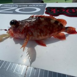 真鯛は居るけど渋かったです