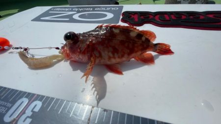 真鯛は居るけど渋かったです