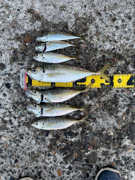 久しぶりの朝マズメへ