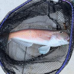 タコとアマダイ釣り