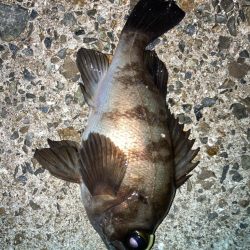 2024ライトゲーム第20戦