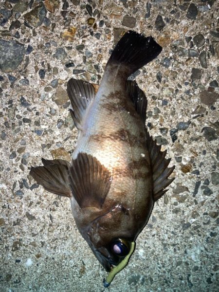 2024ライトゲーム第20戦