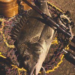 ヘチってきました