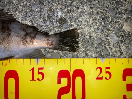 記録更新をめざす!