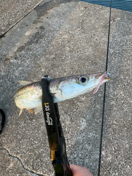 連休2日目の朝アジング