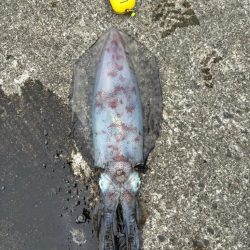 アオリイカ 計6.4kg