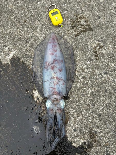 アオリイカ 計6.4kg