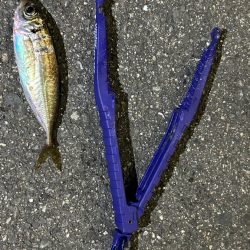 日替わりアジング