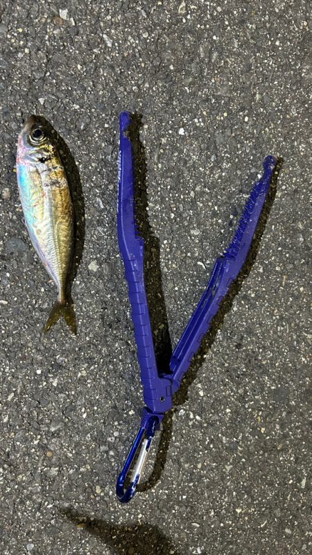 日替わりアジング