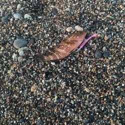 ヒラメとキジハタ