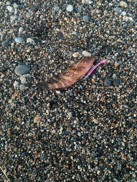 ヒラメとキジハタ