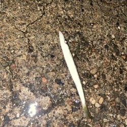 良型アジと爆釣カマス