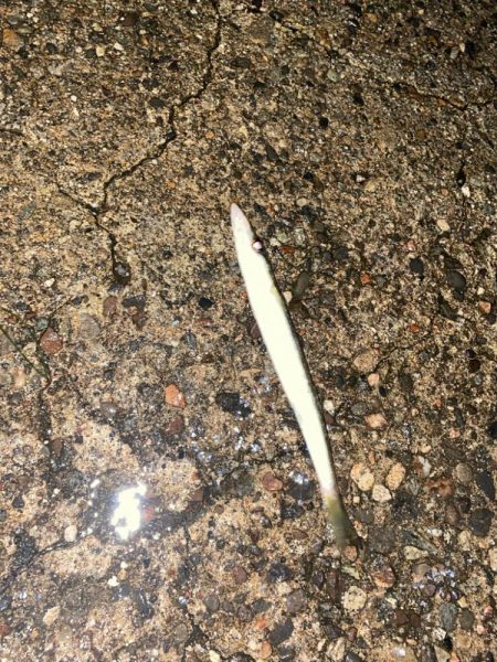 良型アジと爆釣カマス