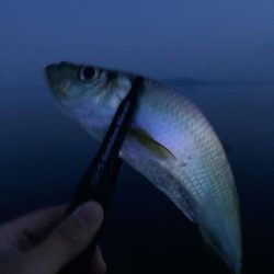 タチウオ高活性