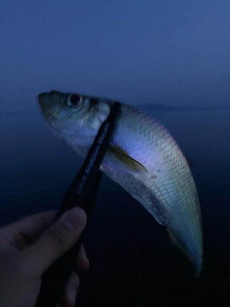 タチウオ高活性