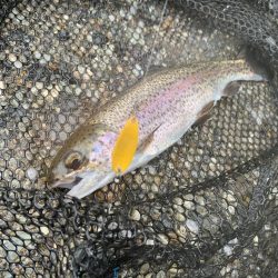 大雨鱒フィッシング