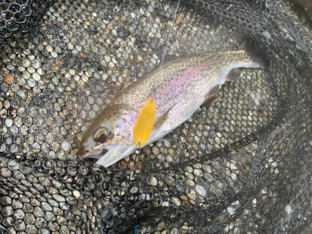 大雨鱒フィッシング