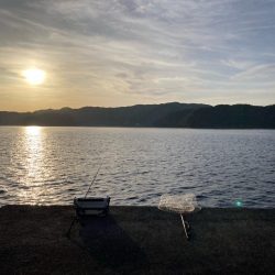 久しぶりの青物