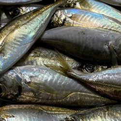 南芦屋浜のアジ本格的に始まったっぽい